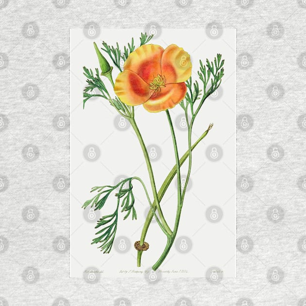 California poppy - Botanical Illustration by chimakingthings